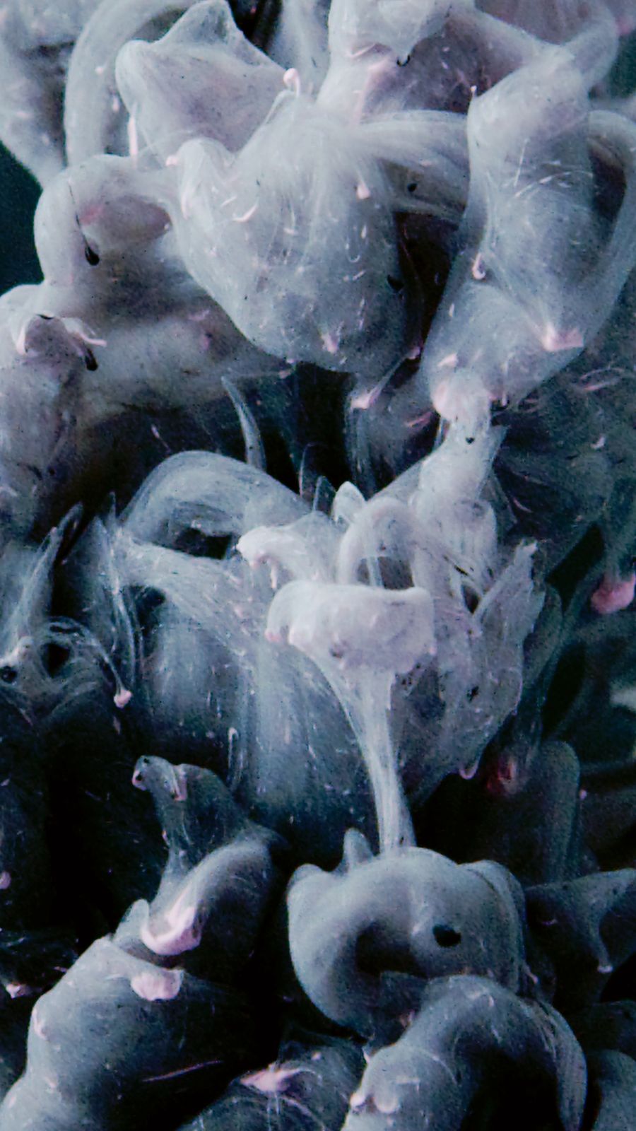 freebase e-liquid