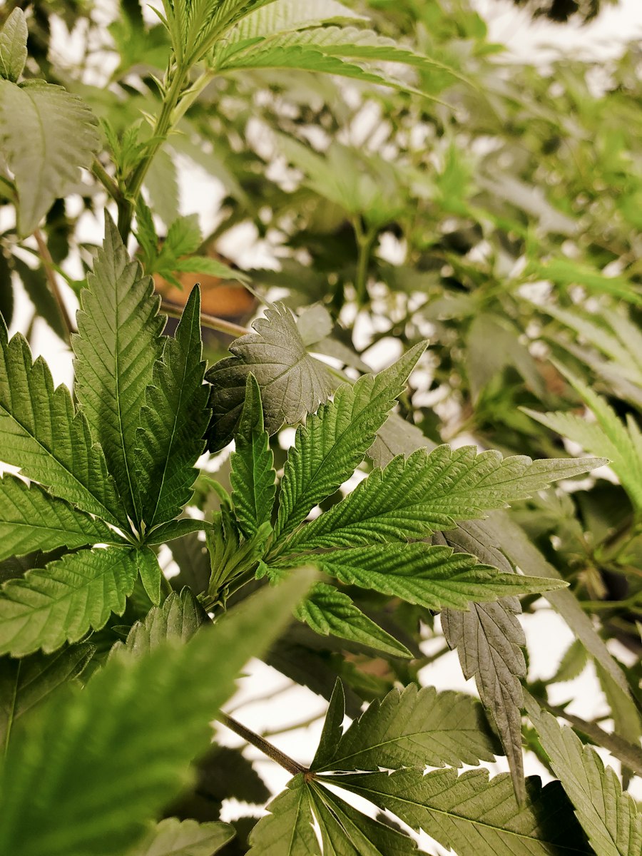 vape cartridge